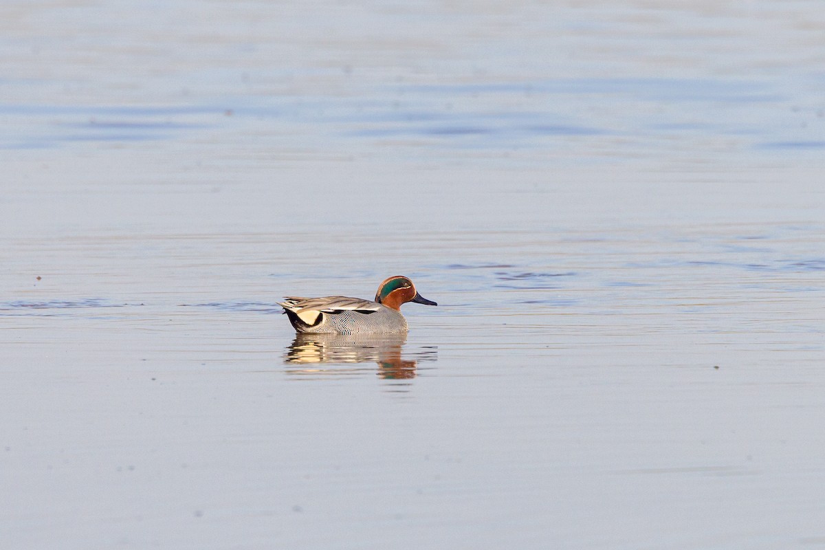 Green-winged Teal - ML631789084