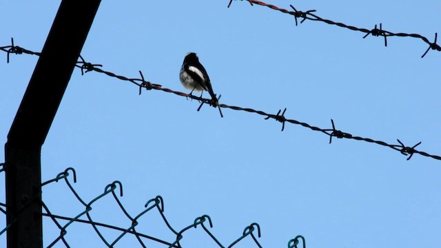 Little Pied Flycatcher - ML631789118