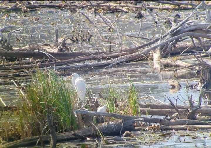Snowy Egret - ML631789119