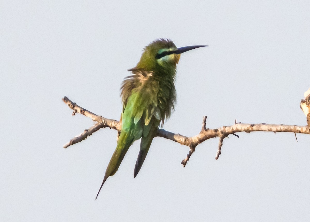 Blue-cheeked Bee-eater - ML631789134