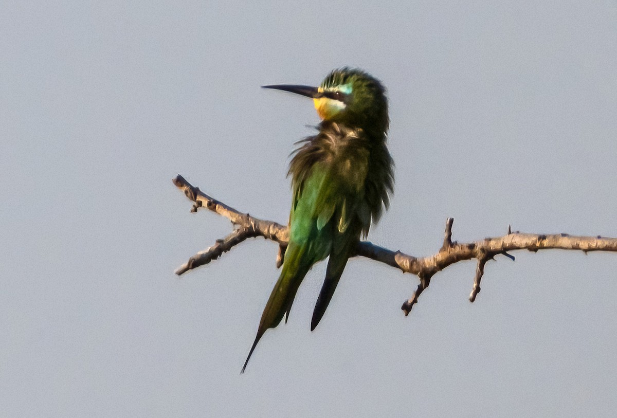 Blue-cheeked Bee-eater - ML631789135