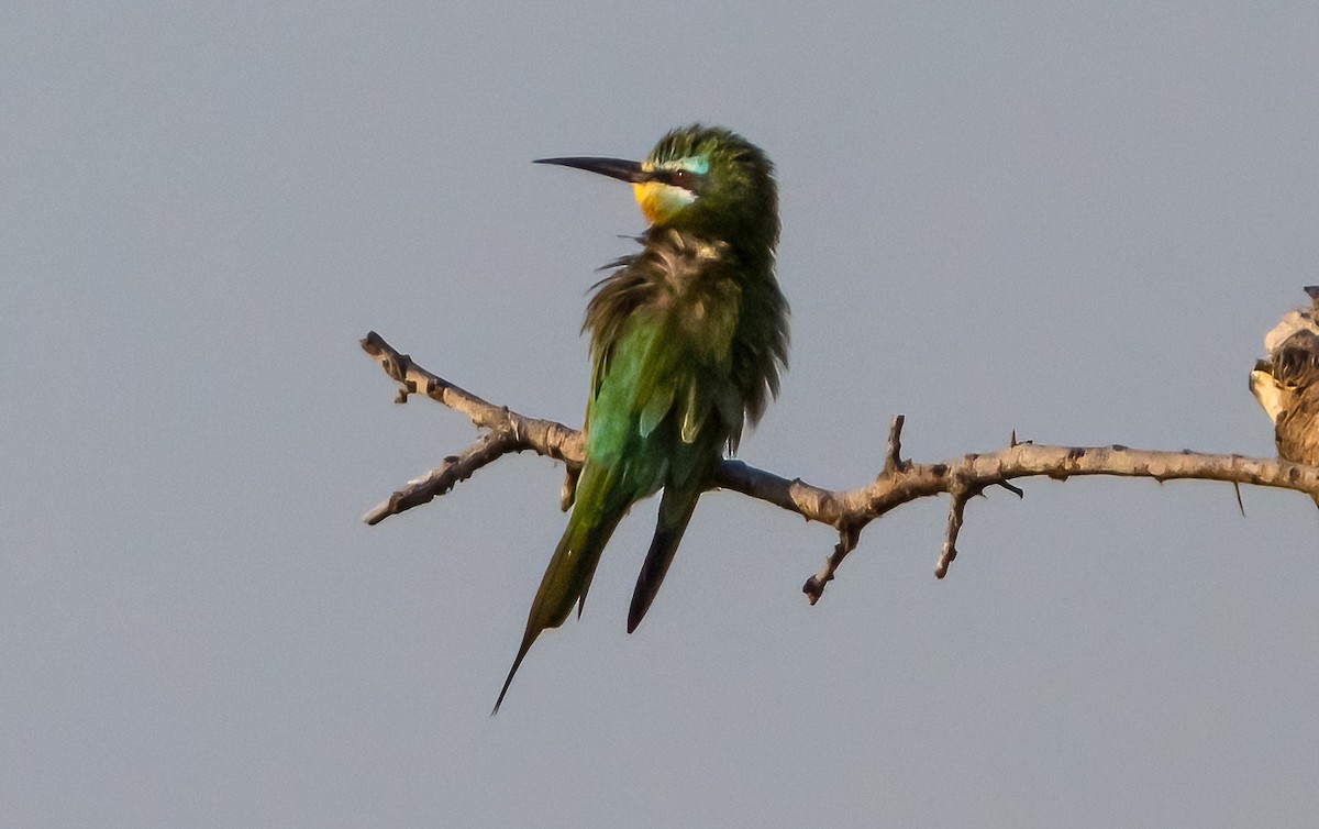 Blue-cheeked Bee-eater - ML631789136