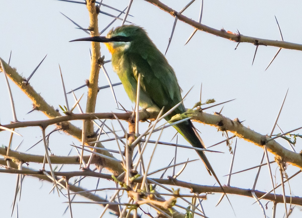 Blue-cheeked Bee-eater - ML631789137