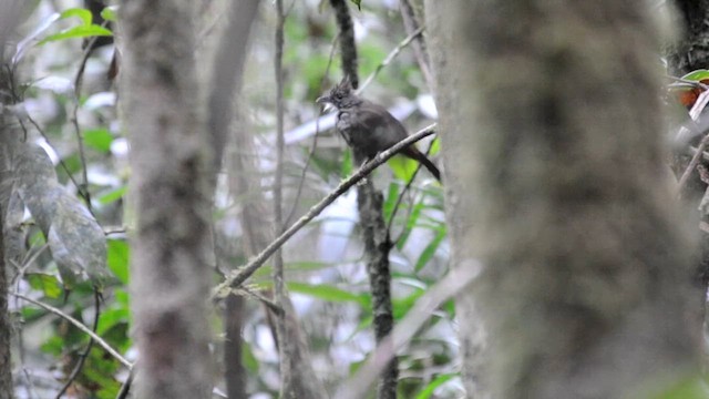 Penan Bulbul - ML631789295