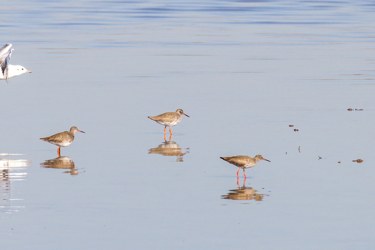 Common Redshank - ML631789313