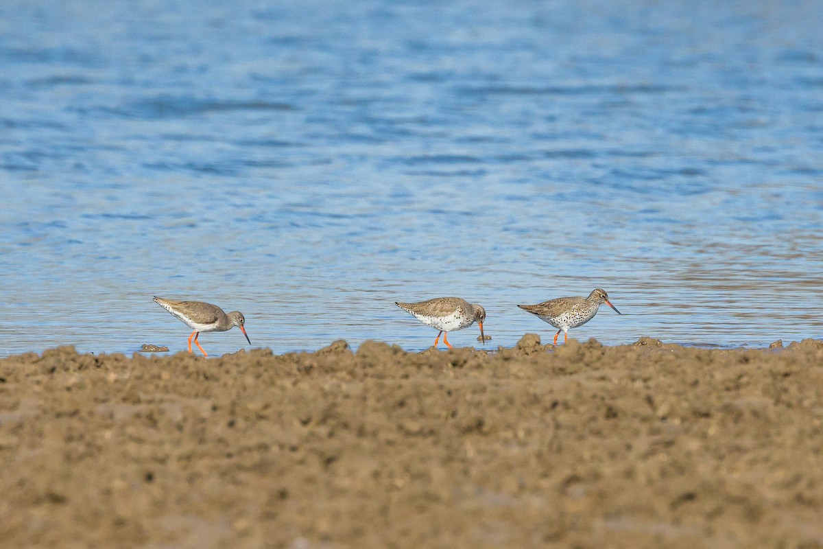 Common Redshank - ML631789314