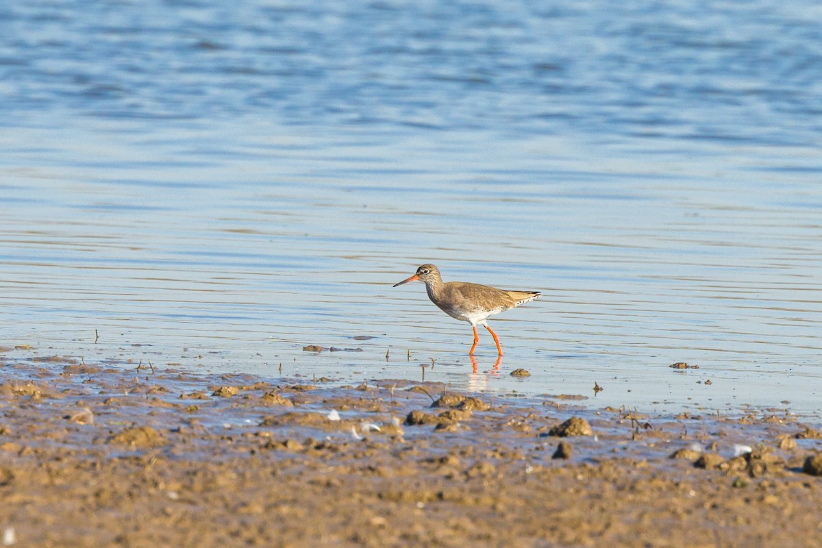 Common Redshank - ML631789315