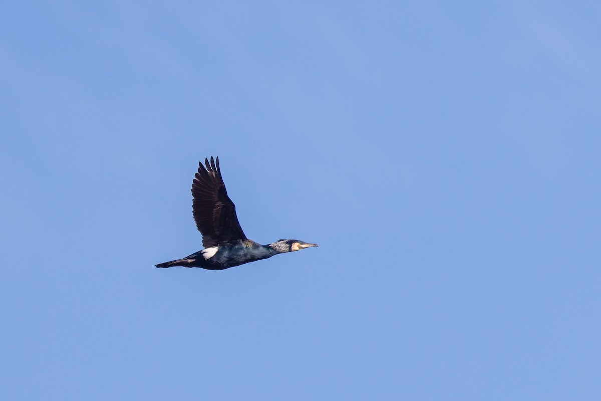 Great Cormorant - ML631789369