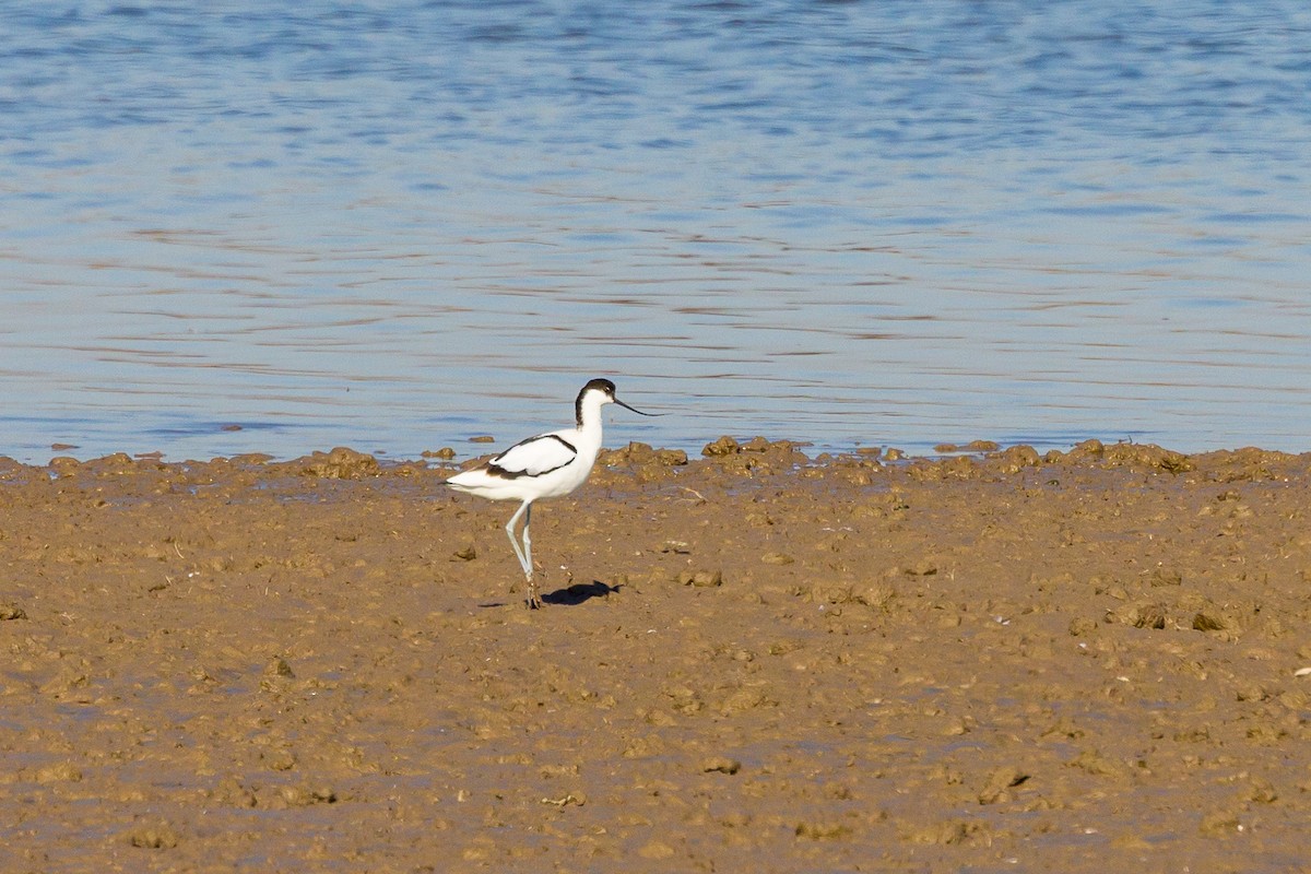 Pied Avocet - ML631789390