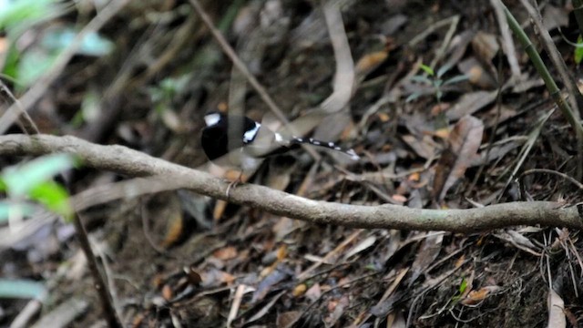 Bornean Forktail - ML631789391