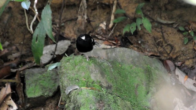 Bornean Forktail - ML631789393