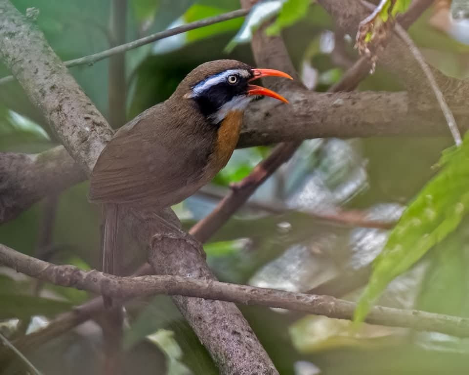 Brown-crowned Scimitar-Babbler - ML631789579