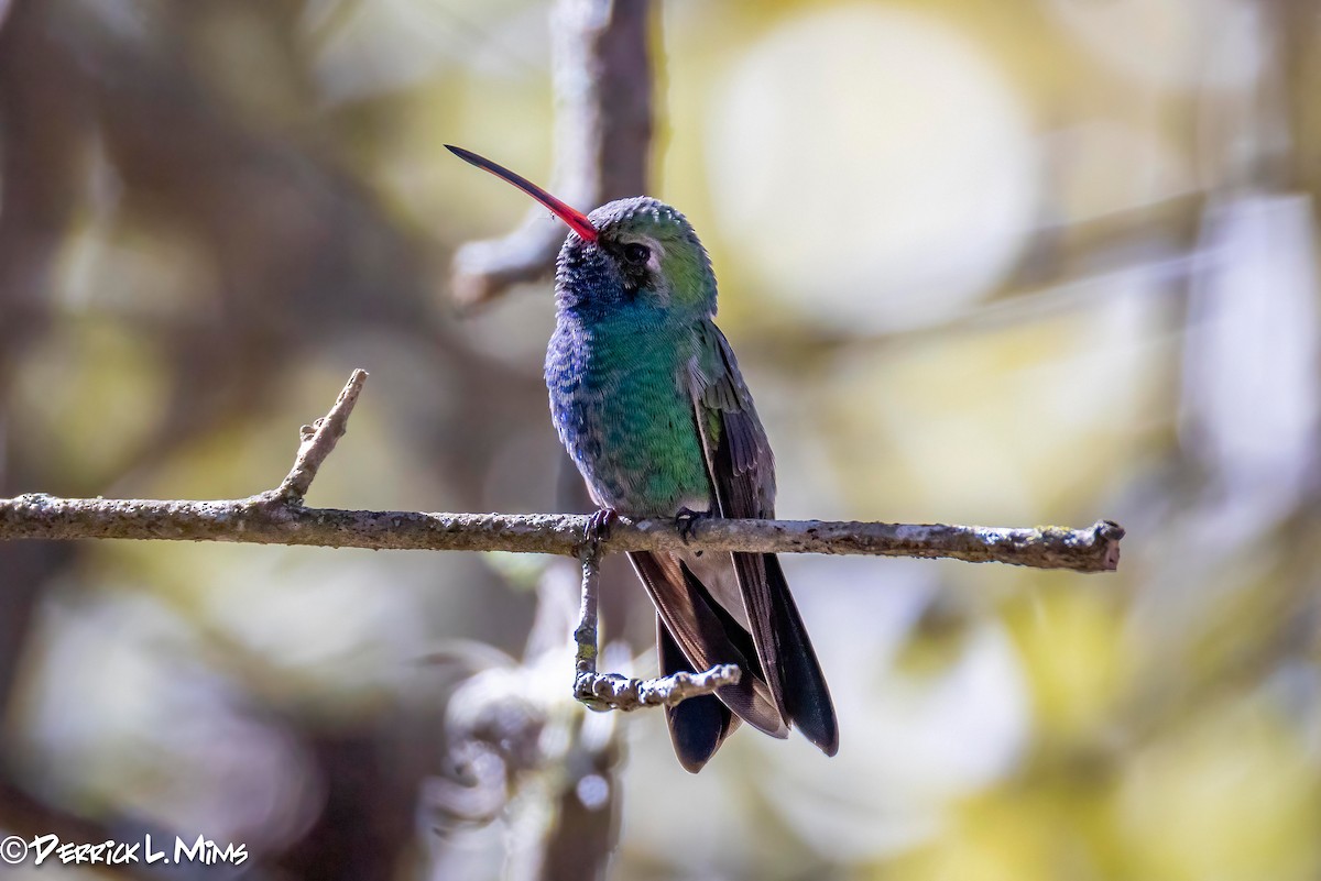 Broad-billed Hummingbird - ML631789597