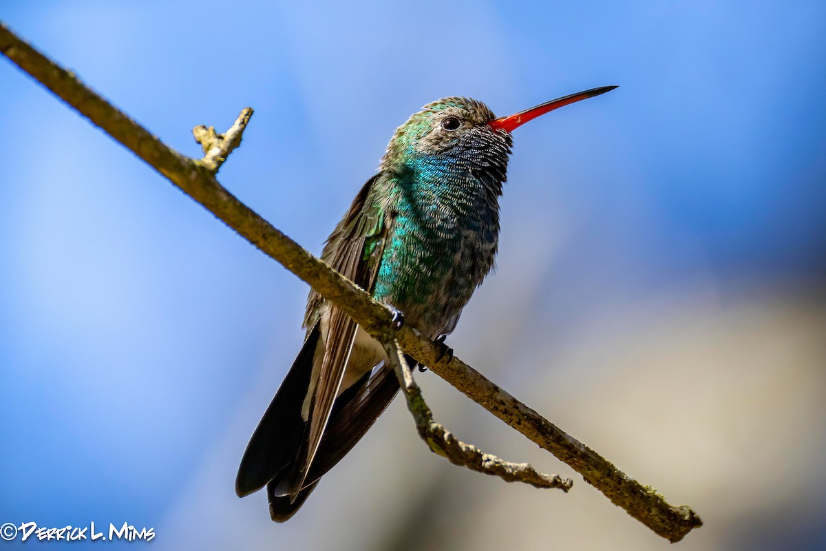 Broad-billed Hummingbird - ML631789598