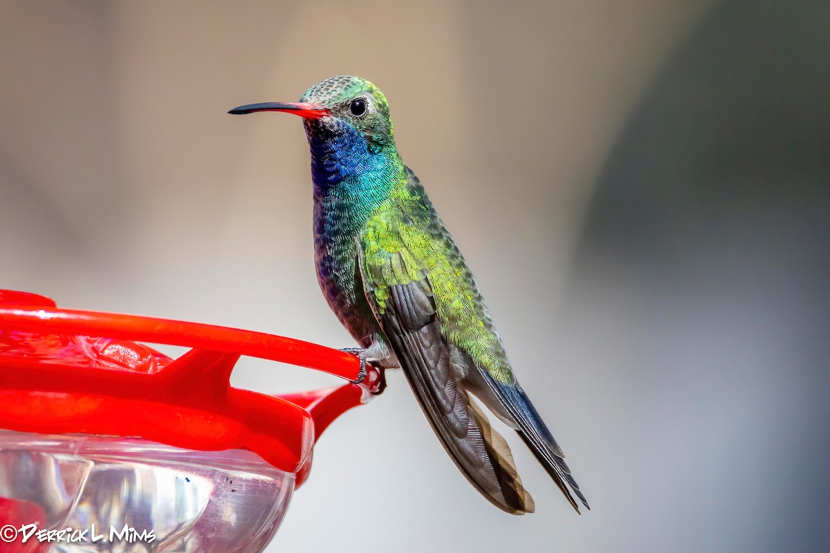 Broad-billed Hummingbird - ML631789599