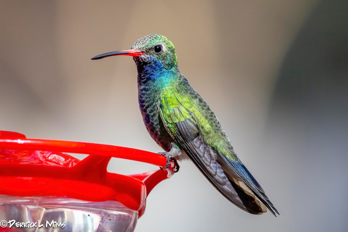 Broad-billed Hummingbird - ML631789600