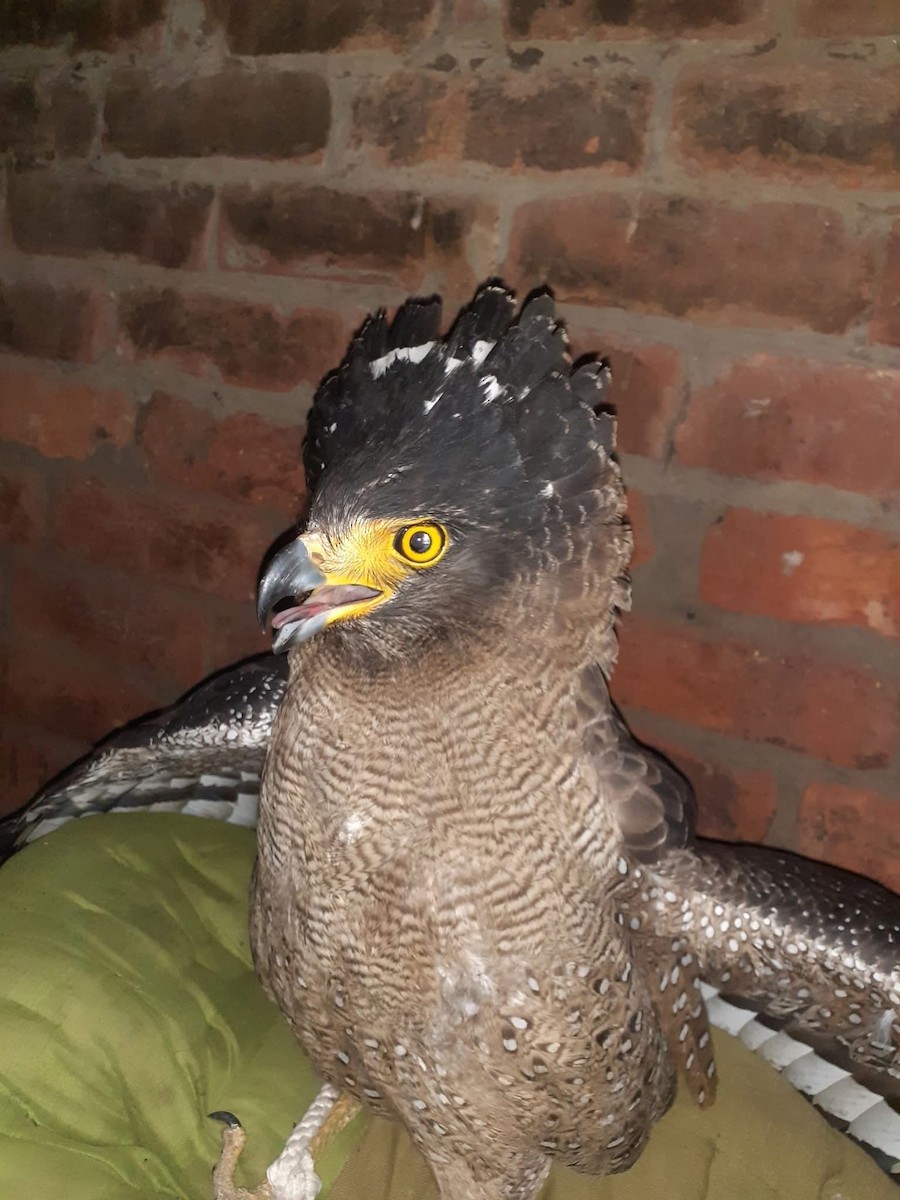 Crested Serpent-Eagle - ML631789801