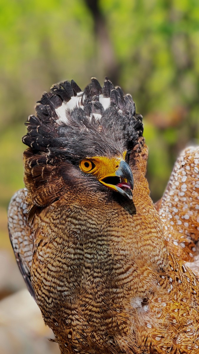 Crested Serpent-Eagle - ML631789802