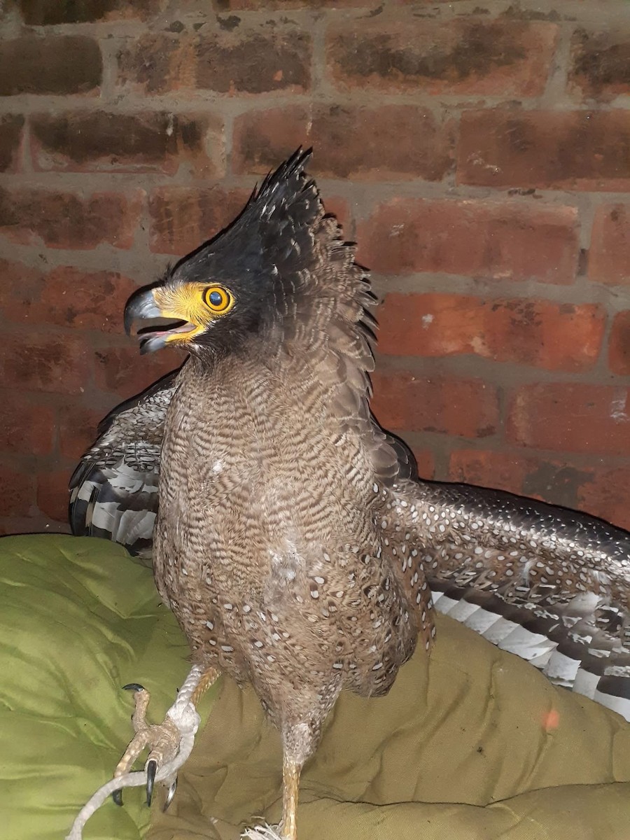 Crested Serpent-Eagle - ML631789803