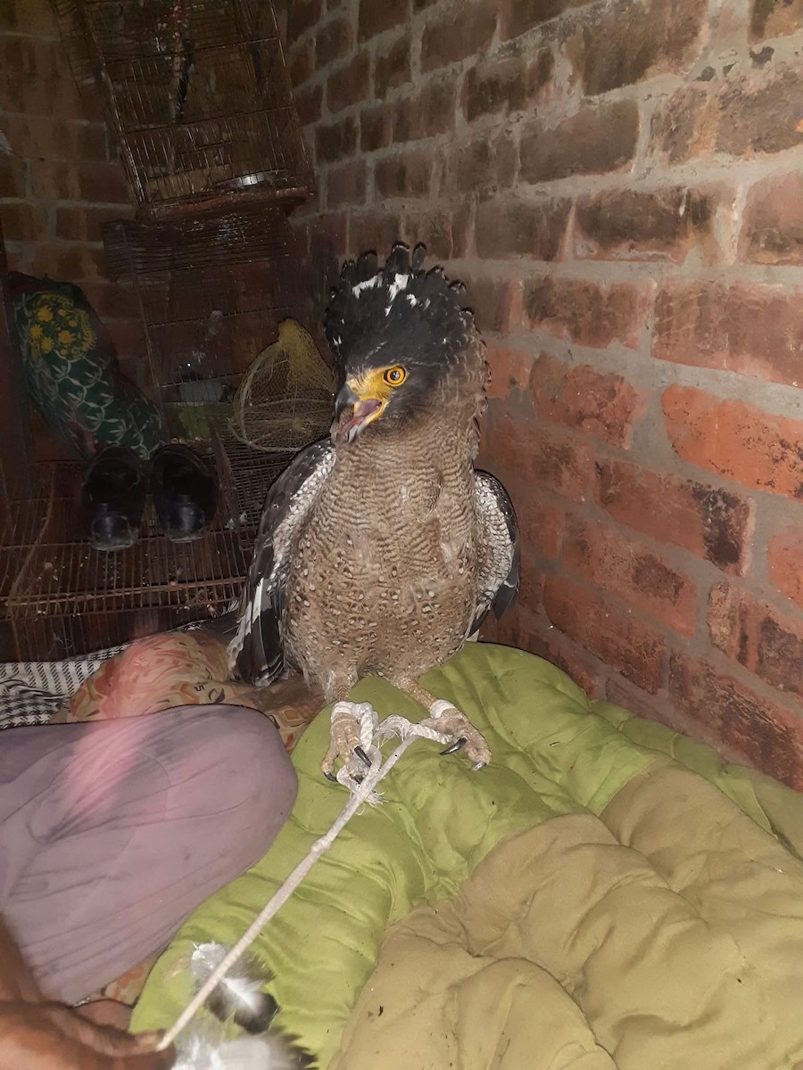 Crested Serpent-Eagle - ML631789804