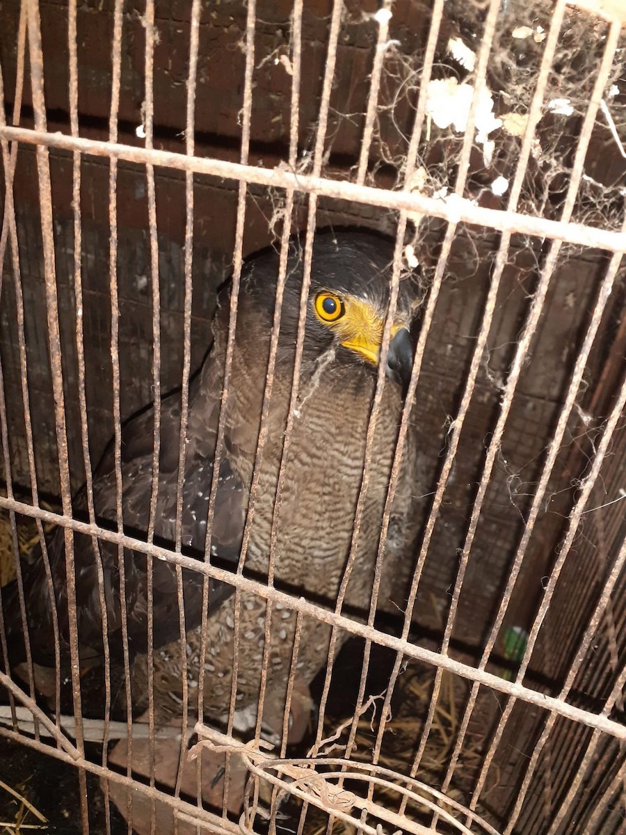 Crested Serpent-Eagle - ML631789805