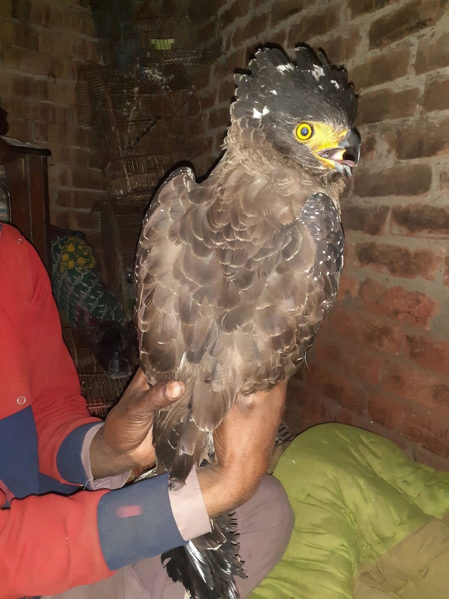 Crested Serpent-Eagle - ML631789806