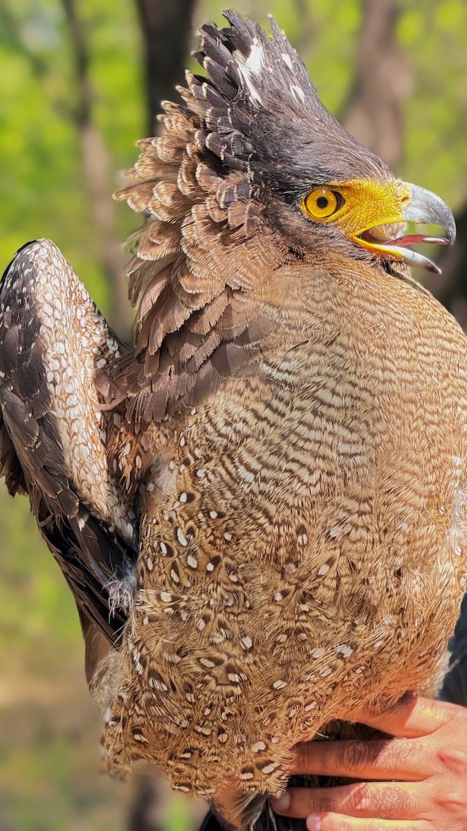 Crested Serpent-Eagle - ML631789807