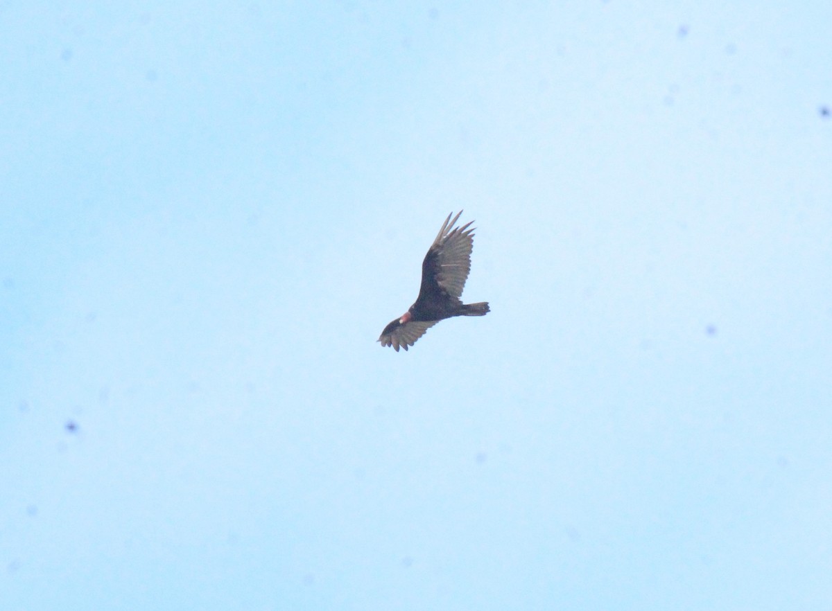 Turkey Vulture - ML631789808