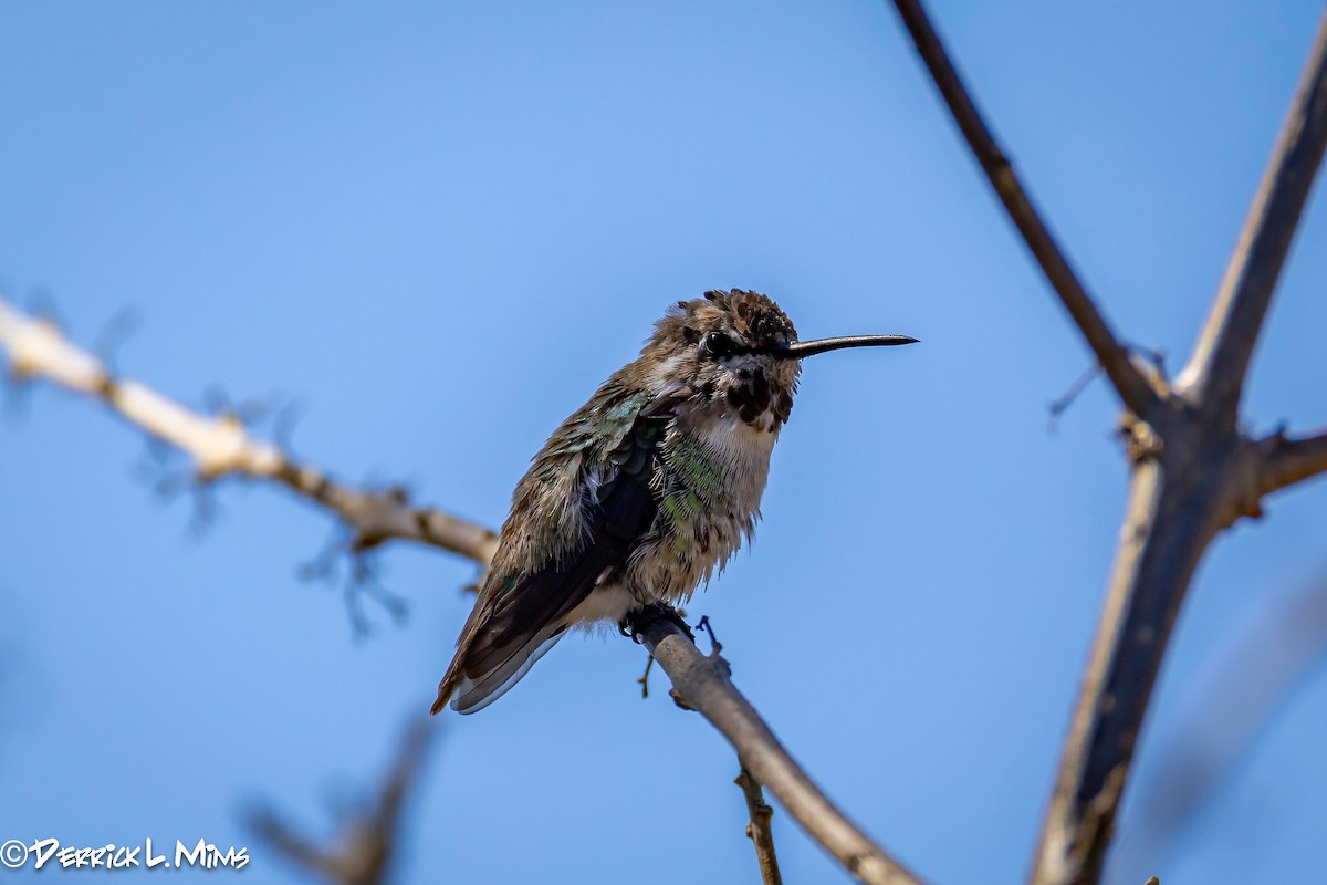 Costa's Hummingbird - ML631789812