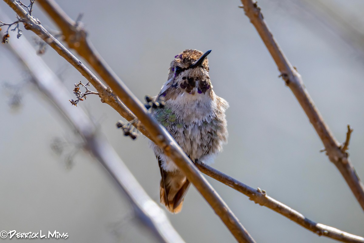 Costa's Hummingbird - ML631789813