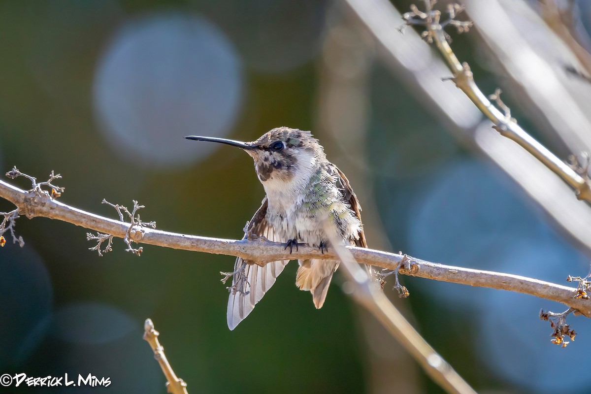Costa's Hummingbird - ML631789814