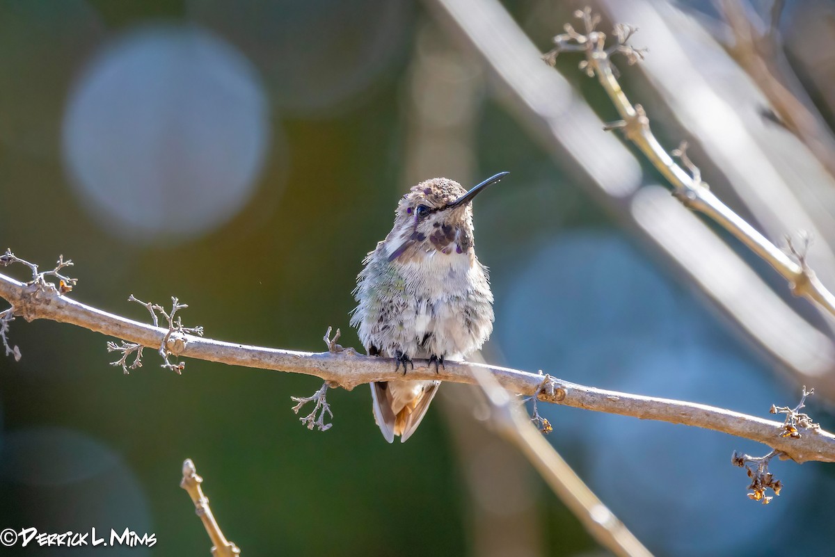 Costa's Hummingbird - ML631789815