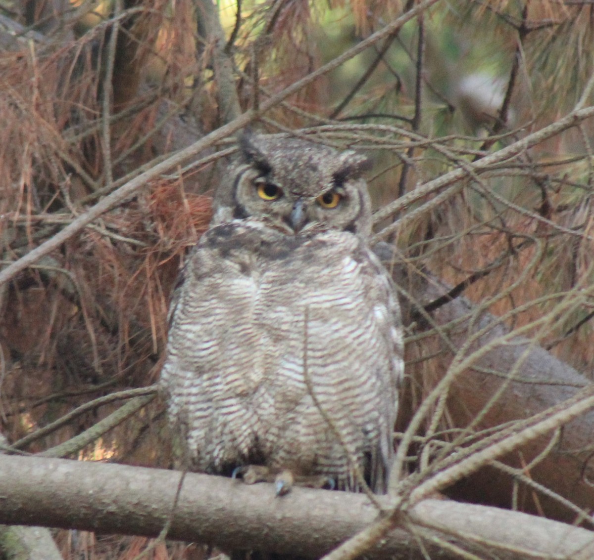 Lesser Horned Owl - ML631789818