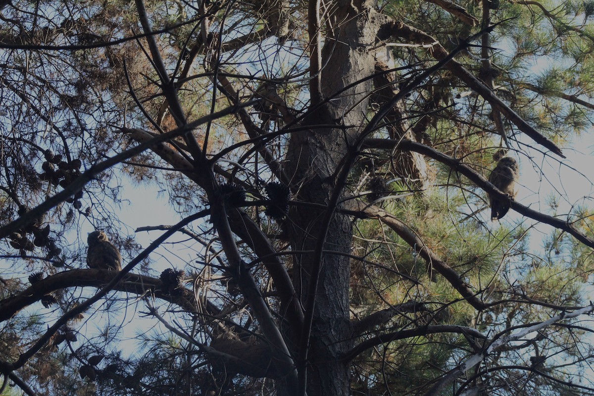 Lesser Horned Owl - ML631789820