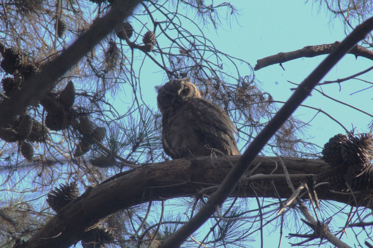 Lesser Horned Owl - ML631789821