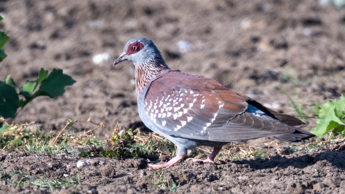 Speckled Pigeon - ML631789900