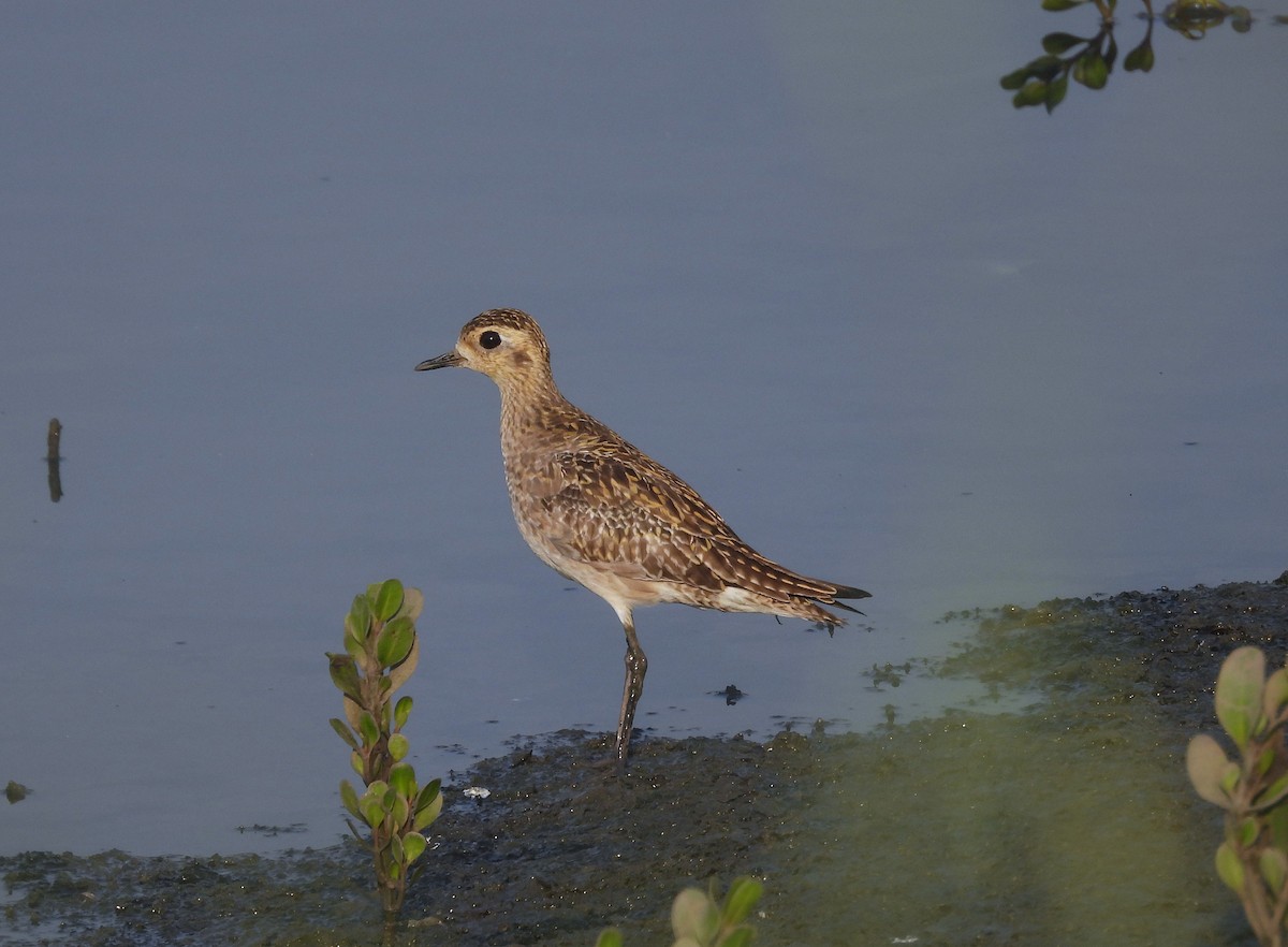 Pacific Golden-Plover - ML631789984