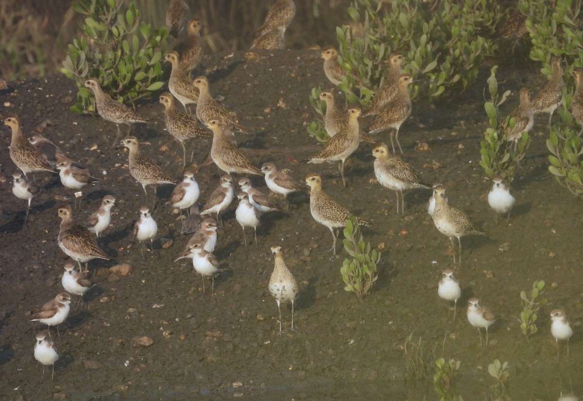 Pacific Golden-Plover - ML631789985