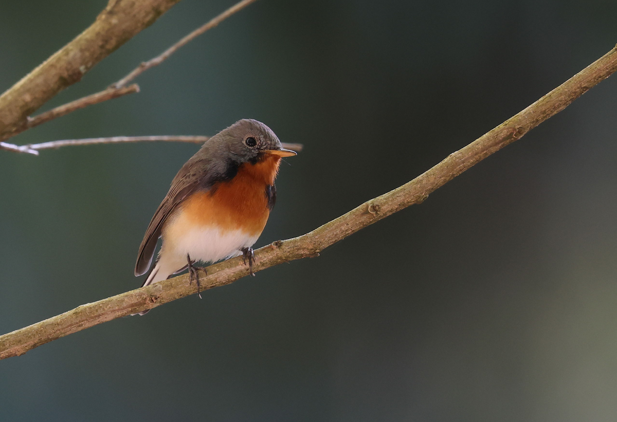 Kashmir Flycatcher - ML631790035