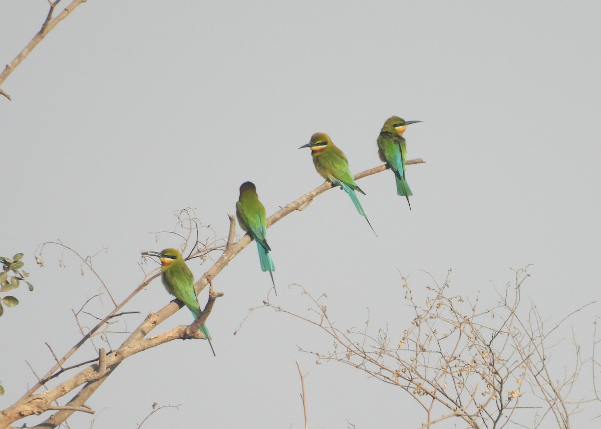Blue-tailed Bee-eater - ML631790054