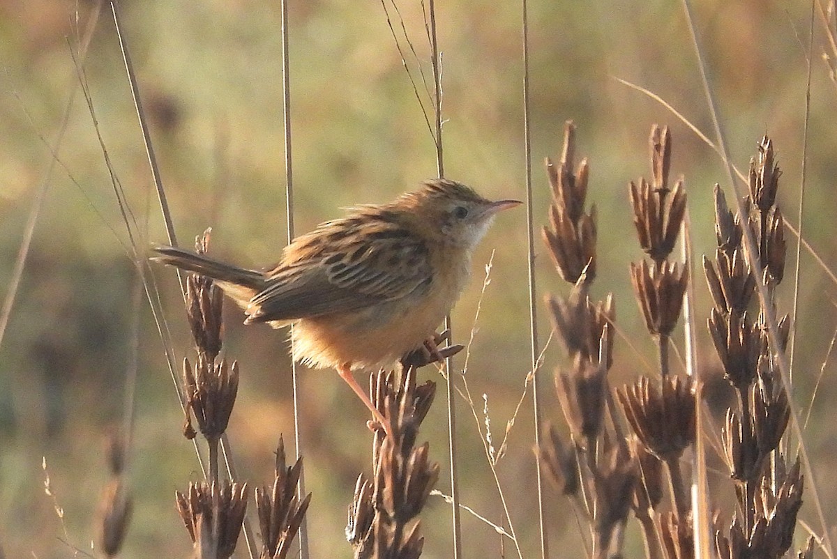 Zitting Cisticola - ML631790063