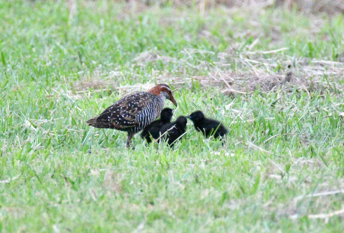 Buff-banded Rail - ML631790068