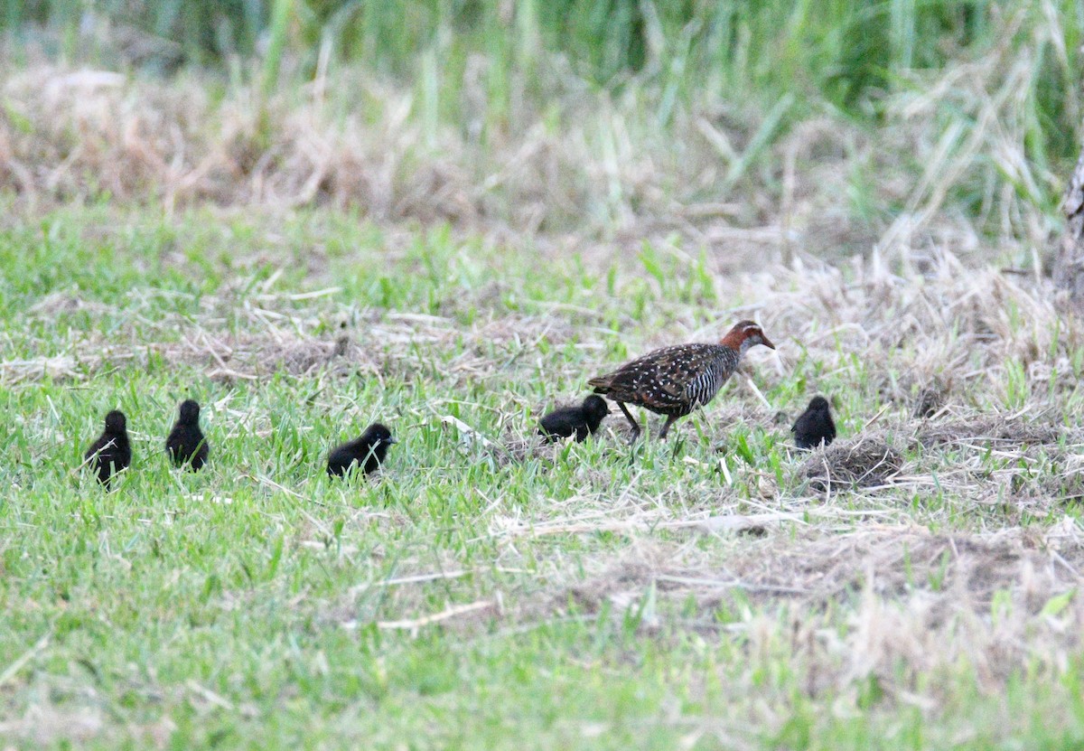 Buff-banded Rail - ML631790069
