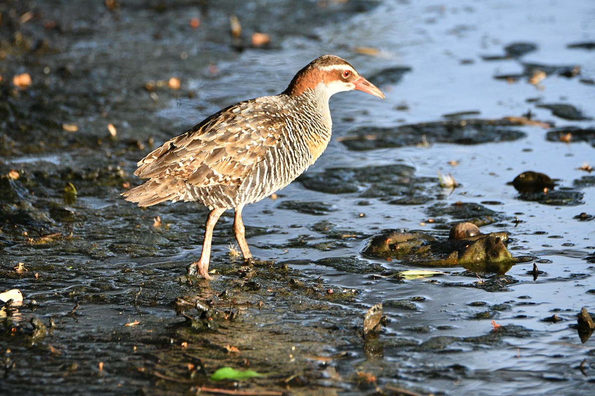 Buff-banded Rail - ML631790070