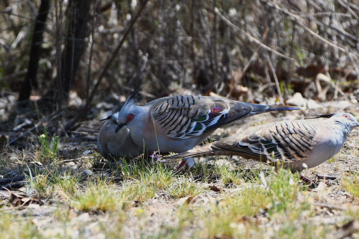 Crested Pigeon - ML631790113