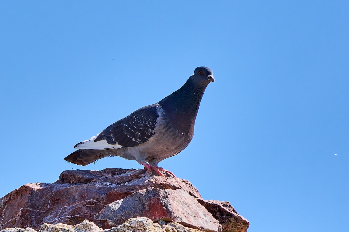 Pigeon biset - ML631790150