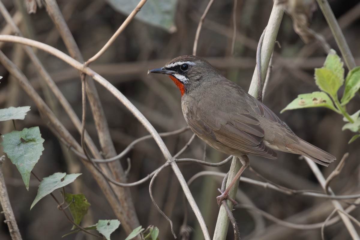 Siberian Rubythroat - ML631790232