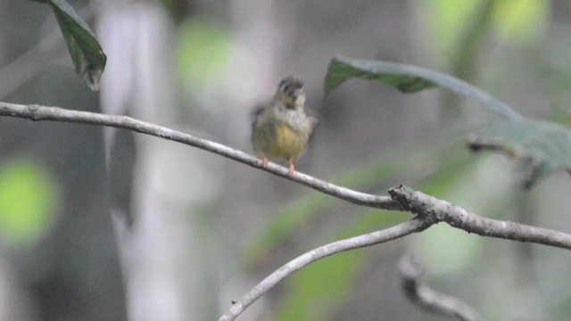 Hairy-backed Bulbul - ML631790342