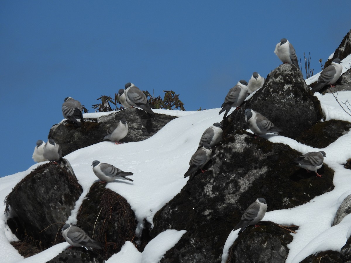 Snow Pigeon - ML631790361