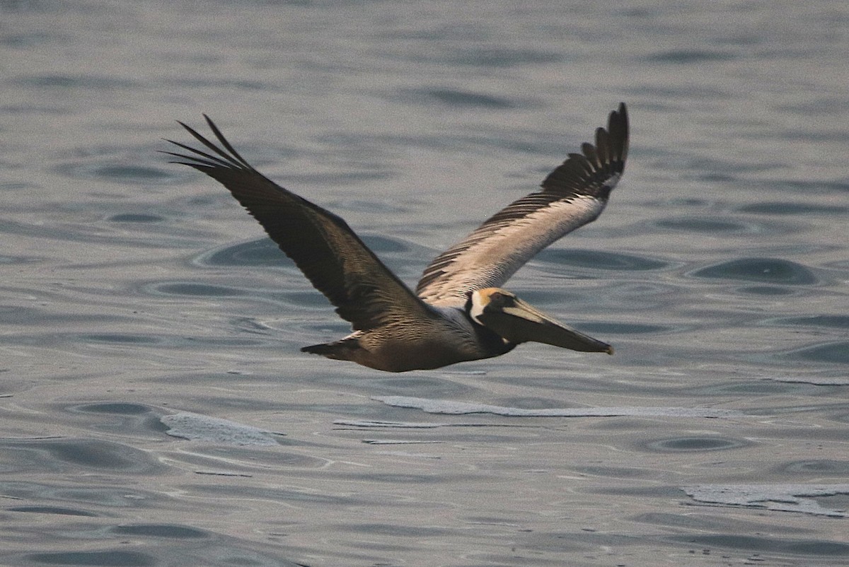 Brown Pelican - ML631790468
